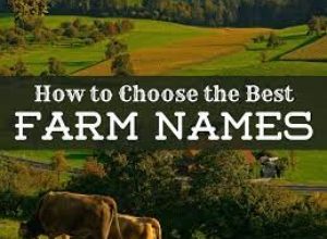 Photo of Best And Catchy Farm Names Ideas
